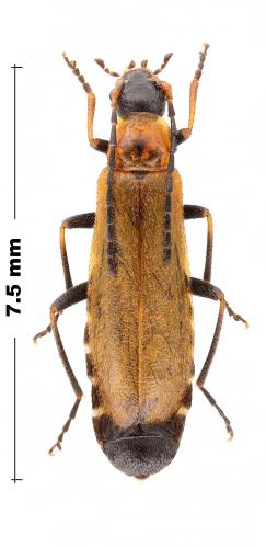 Réf. 304 821 : Rhagonycha sp.